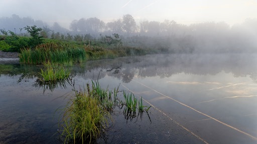 Ein mit Nebel bedeckter Weiher am Morgen.