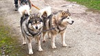 Zwei Siberian Huskys