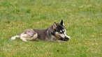 Ein Husky liegt im Gras