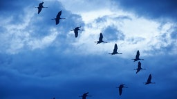 Eine Formation großer Zugvögel am abendlichen Himmel