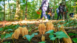 Ökologische Pilzwanderung