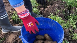 Auf einem Acker legt eine Hand mit roten Gartenhandschuh eine Kartoffel in einen blauen Eimer