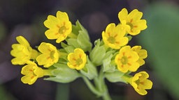 Gelbblühende echte Schlüsselblumen