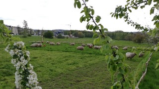 In Witten ist mitten in der Stadt ein Landschaftsparkt entstanden.