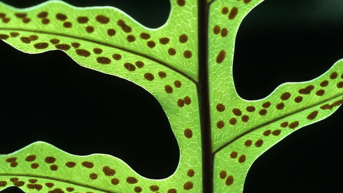 Wedel eines Goldtüpfelfarns (Phlebodium aureum) mit Sporangien