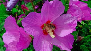 Hibiskusblüten