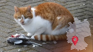 Katze auf Aspahlt mit ihrer Beute, einem erlegten Vogel