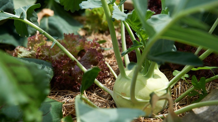 Kohlrabi