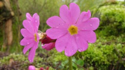 Pinkfarbene Rosenprimel (Primula rosea) auf einer Wiese