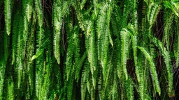 Nephrolepis cordifolia alias Leiterfarn