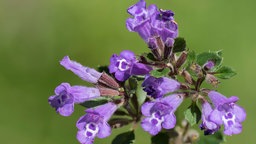 Die lilafarbenen Blüten des Steinquendels in einer Nahaufnahme.