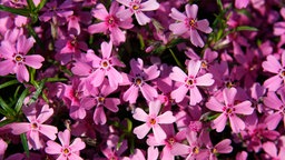 Teppich-Phlox