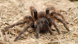 Große Vogelspinne (Grammostola aureostriata)