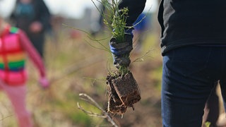 Freiwillige Helfer tragen Baumsetzlinge für eine Aufforstungsaktion im Stadtforst Wernigerode in eine gerodete Waldfläche. 