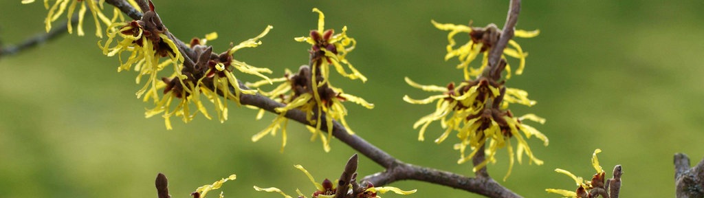 Nahaufnahme der Blüten einer Zaubernuss. 