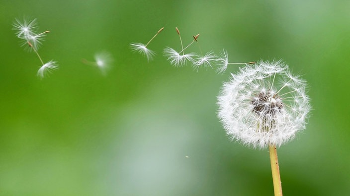 Löwenzahnblüte mit fliegenden Samen 