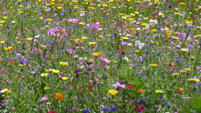 Blumenwiese mit Wildblumen als Insektenweide