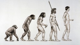 Evolution des Menschen