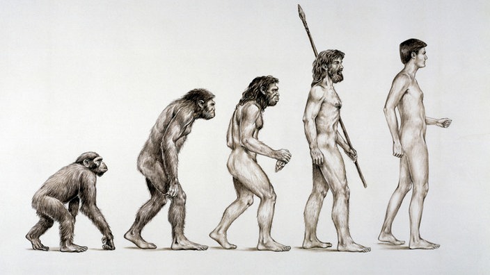 Evolution des Menschen