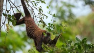 Bedrohte Tierart: Nördlicher Spinnenaffe (Brachyteles hypoxanthus)