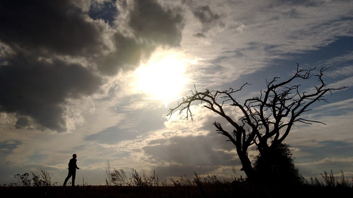 Ein Spaziergänger nähert sich einem knorrigen Baum