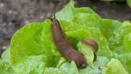 Nacktschnecken auf einem Salatkopf