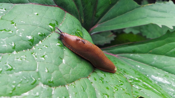 Eine Schnecke sitzt auf einem Blatt