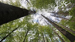 Blick von unten in grüne Baumkronen