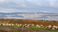 Schafe grasen in der Nähe des Braunkohle-Abbaugebietes 