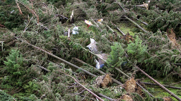 Die entwurzelten Bäume eines Waldes haben eine Hütte begraben