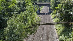 Baum auf Schienen