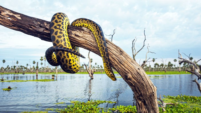 Eine gelbe Anaconda hängt auf einem Baumast über dem Wasser
