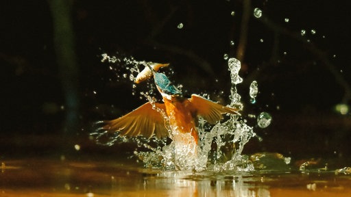 Ein Eisvogel mit einem Fisch im Schnabel taucht aus einem Bach auf.