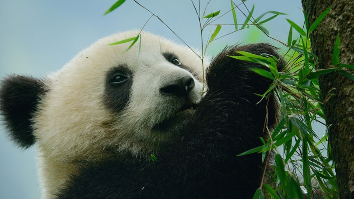 Kopf eines Großen Pandas in Großaufnahme, der frisst.