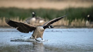 eine kanadische Wildgans landet auf dem Wasser