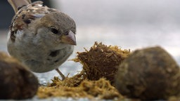 Ein Spatz durchsucht eine Mistkugel nach Nahrung.