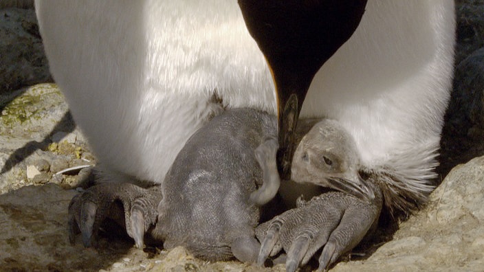 Ein frisch geschlüpftes Pinguinbaby liegt auf den Füssen seiner Mutter.