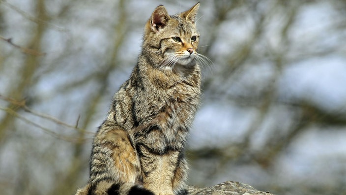 Eine ausgewachsene graubraune Wildkatze sitzt stoisch auf einem Felsen und beobachtet die Umgebung.