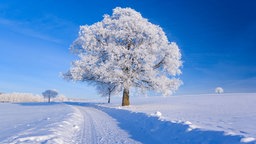 Auf einer verschneiten Ebene steht ein Baum voller Schnee.