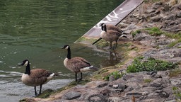 Wildtiere in NRW, eingesandt von Zuschauern