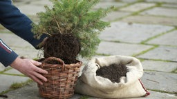 Baum im Topf