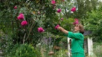 Brigitte Bergschneider an einem Rosenstock.