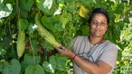 Sugirtha Navarathinam im Gemeinschaftsgarten.