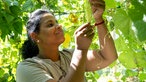 Sugirtha Navarathinam mit einer Bittergurke.