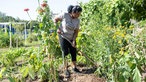 Sugirtha Navarathinam arbeitet in ihrer Gartenparzelle. 