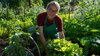 Walburga Schillinger erntet Salat.