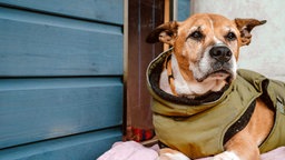 Ein Hund liegt auf dem Boden