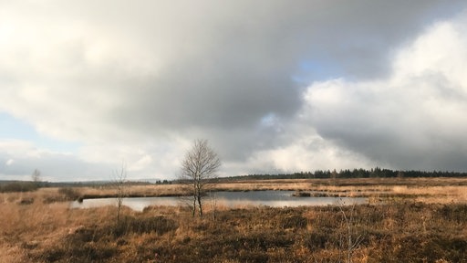 Blick auf eine herbstliche Moorlandschaft mit einem See und einer einzelnen Birke