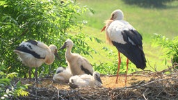 Ein Storch steht im Nest, mehrere Jungstörche sitzen im Nest