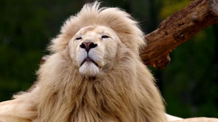 Großaufnahme von einem Löwenkopf mit heller Mähne.